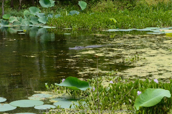 Brazos Bend State Park, TX, USA